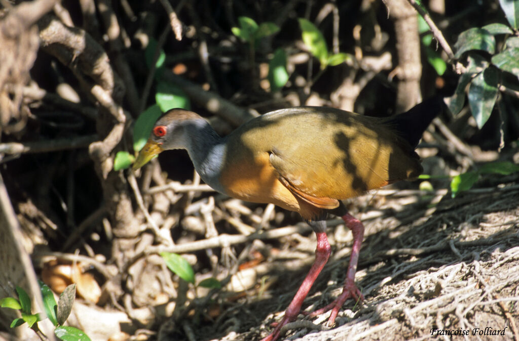 Grey-necked Wood Railadult, identification