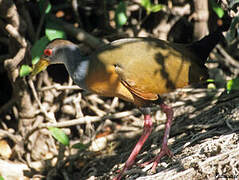 Grey-necked Wood Rail