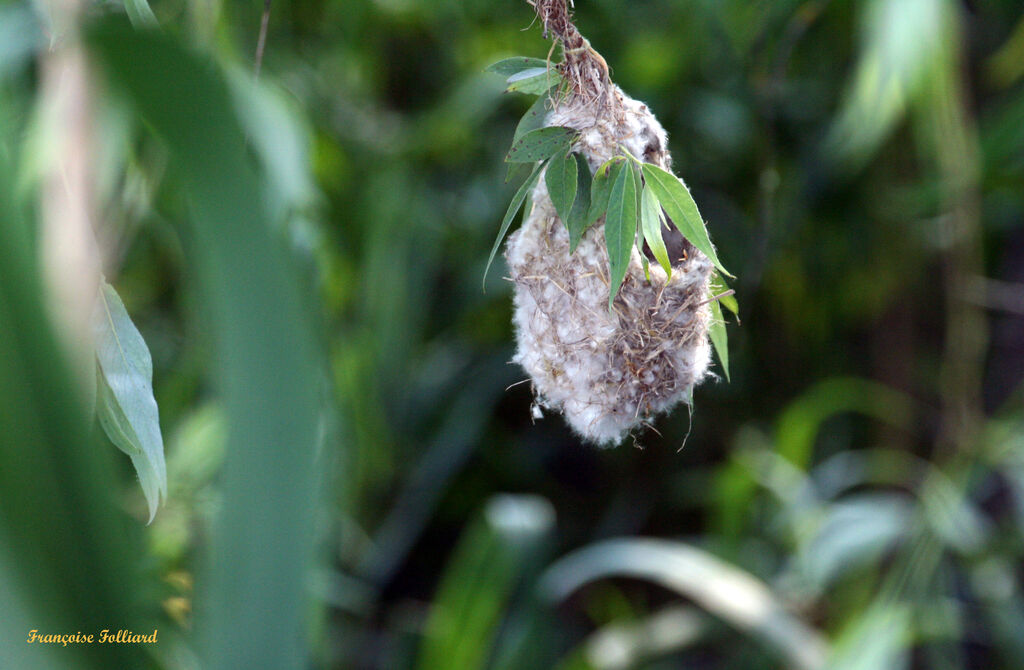 Rémiz penduline, Nidification