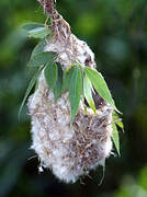 Eurasian Penduline Tit