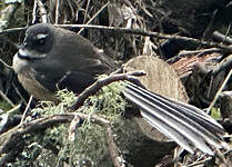 Rhipidure à collier