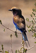 Lilac-breasted Roller