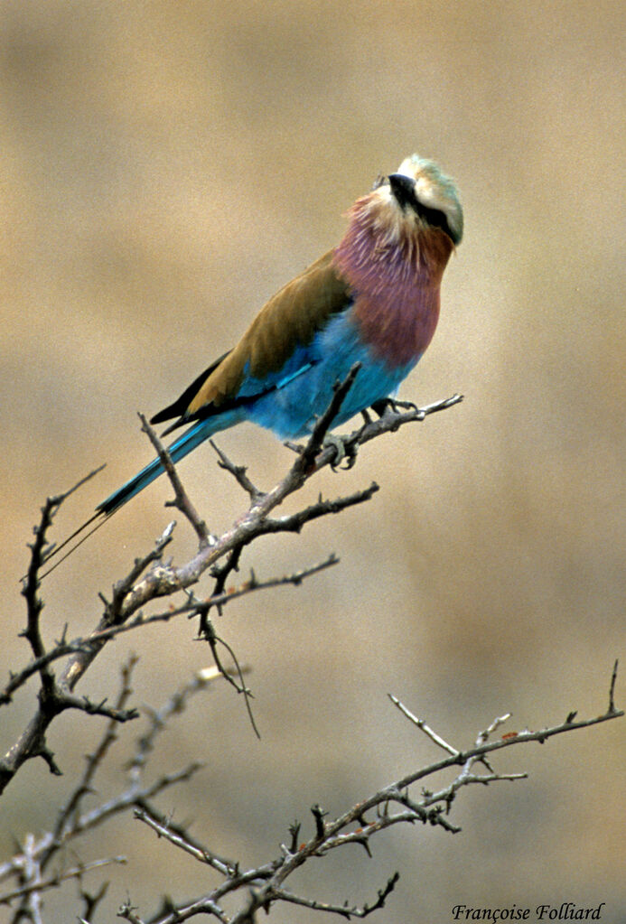 Lilac-breasted Rolleradult, identification