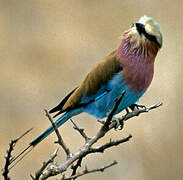 Lilac-breasted Roller