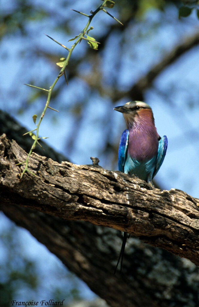 Lilac-breasted Rolleradult, identification