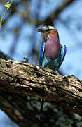 Lilac-breasted Roller