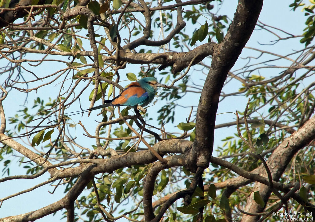 Rollier d'Abyssinie, identification