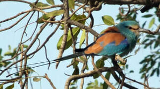 Abyssinian Roller