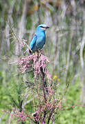 European Roller