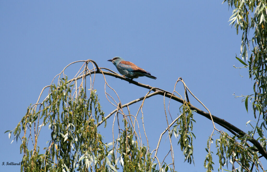 European Rolleradult, identification