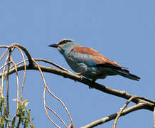 European Roller