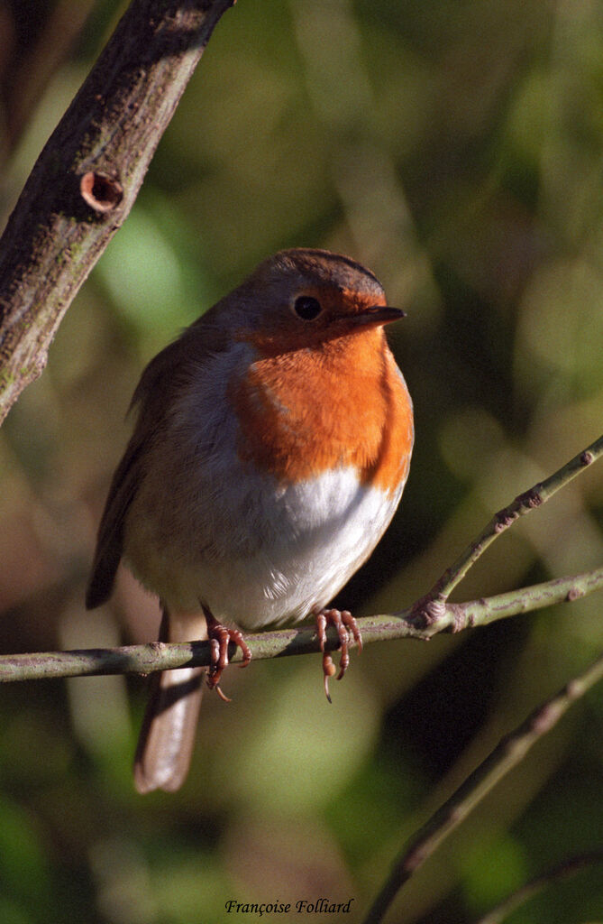 Rougegorge familier, identification