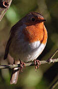 European Robin