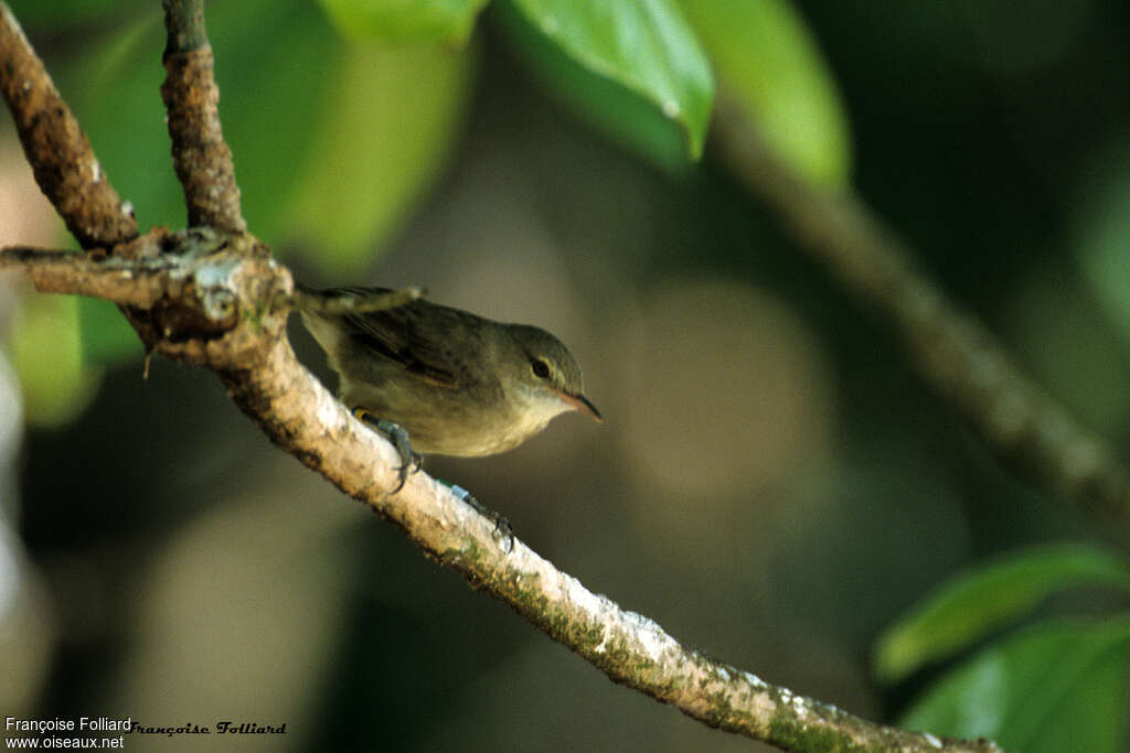 Rousserolle des Seychelles, habitat, pigmentation