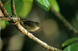 Seychelles Warbler