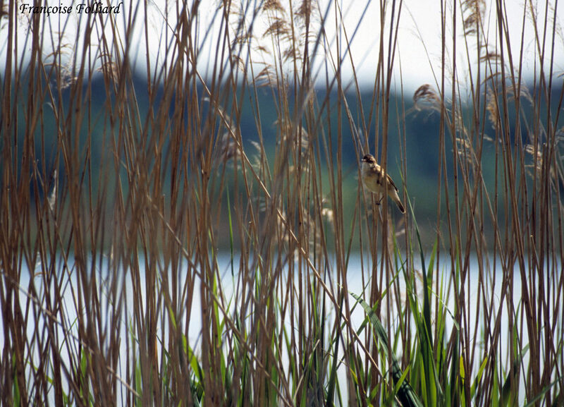Eurasian Reed Warbleradult, identification