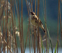 Eurasian Reed Warbler