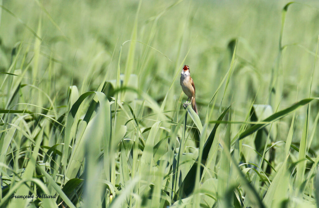 Great Reed Warbleradult, song