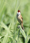 Great Reed Warbler