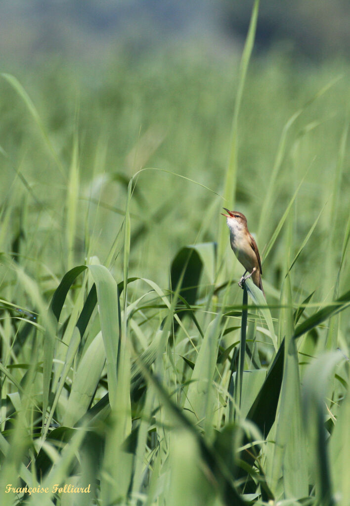 Great Reed Warbleradult, song