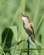 Great Reed Warbler