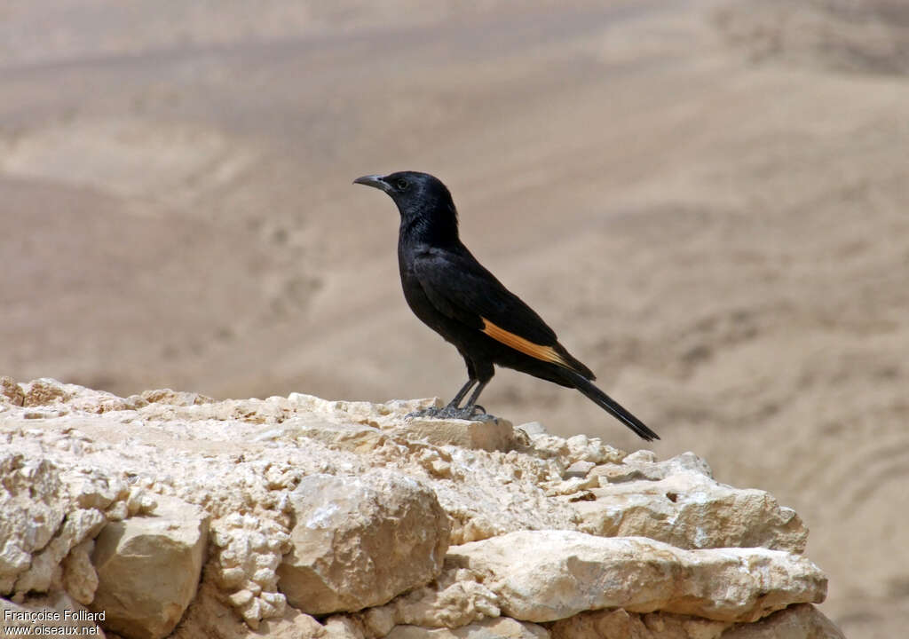 Tristram's Starling, identification