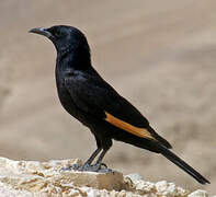 Tristram's Starling