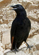 Tristram's Starling