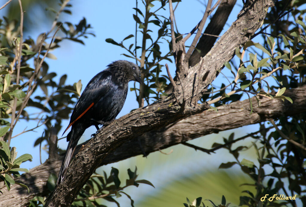 Red-winged Starlingadult, identification