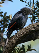 Red-winged Starling