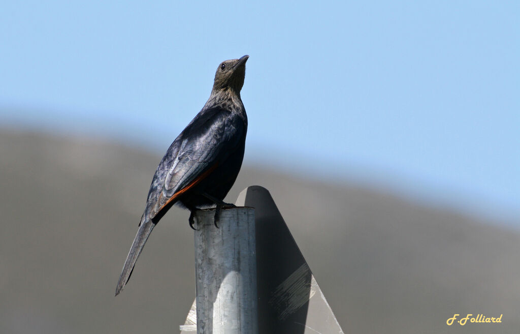 Red-winged Starlingadult, identification