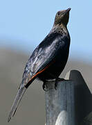 Red-winged Starling