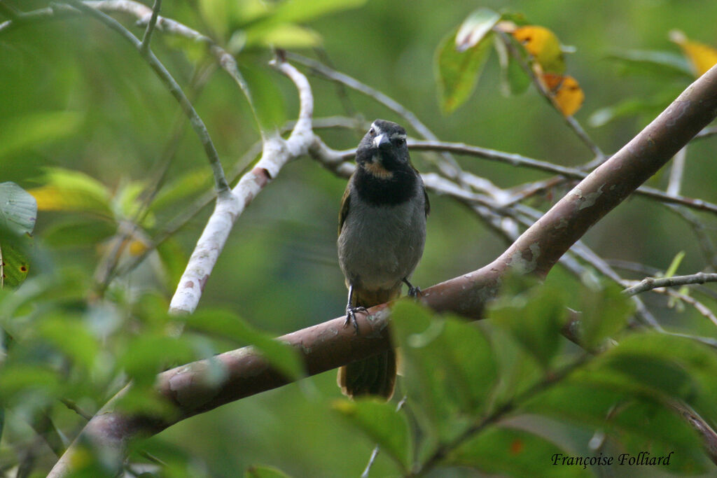 Saltator des grands-boisadulte, identification