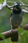 Buff-throated Saltator