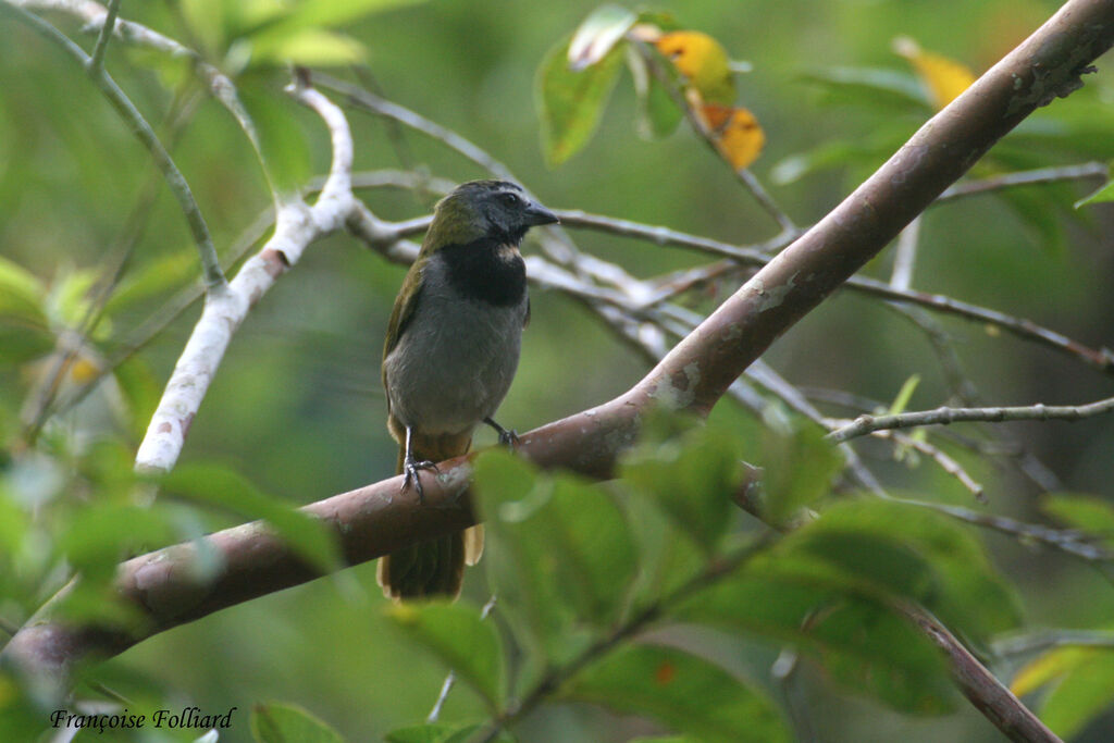 Buff-throated Saltatoradult, identification