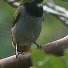 Saltator des grands-bois