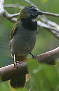 Buff-throated Saltator