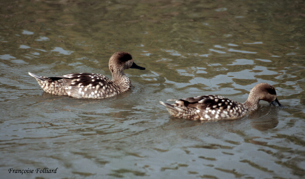 Marbled Duck, identification