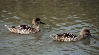 Marbled Duck