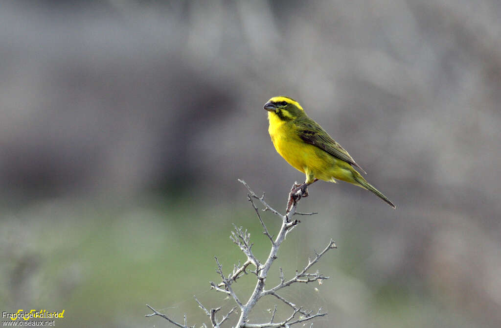 Serin de Sainte-Hélèneadulte, identification