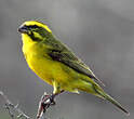 Serin de Sainte-Hélène