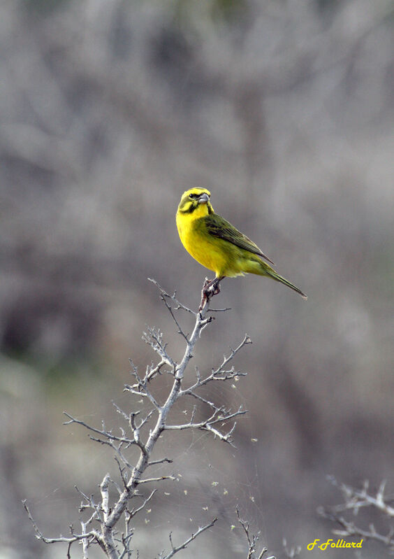 Yellow Canaryadult, identification