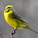Serin de Sainte-Hélène