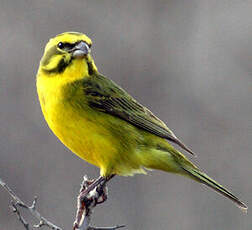 Serin de Sainte-Hélène