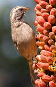 Streaky-headed Seedeater