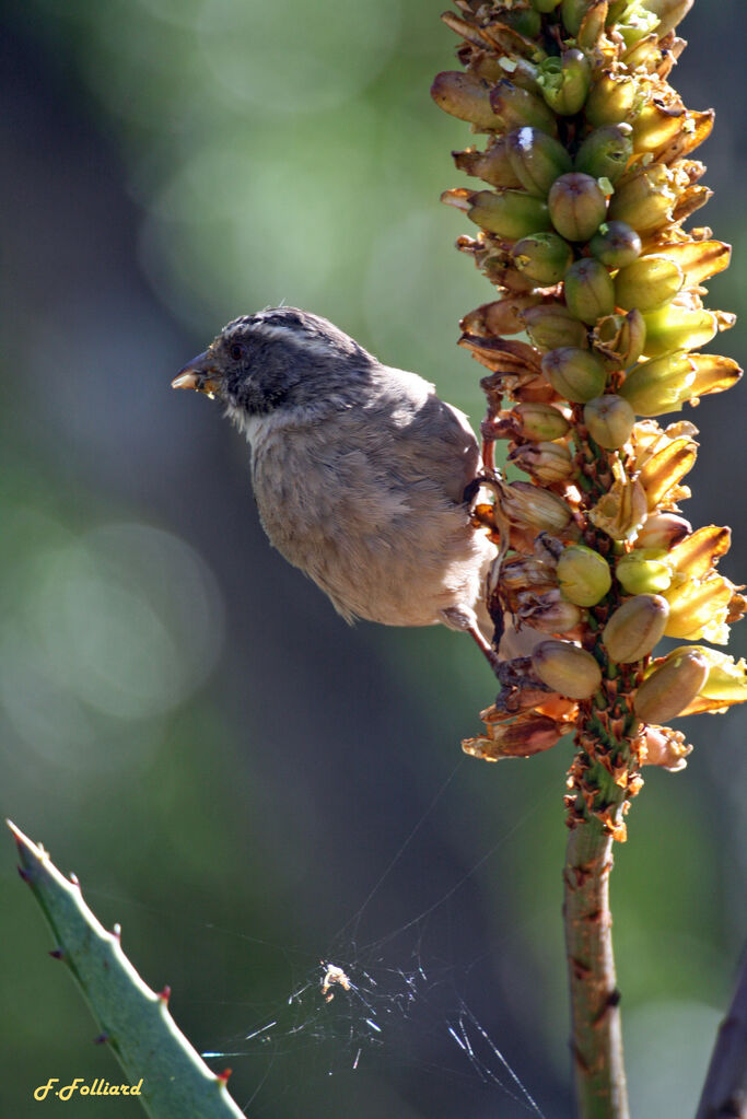 Streaky-headed Seedeateradult, identification