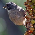 Serin gris