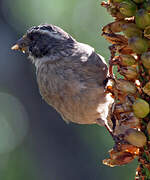 Streaky-headed Seedeater