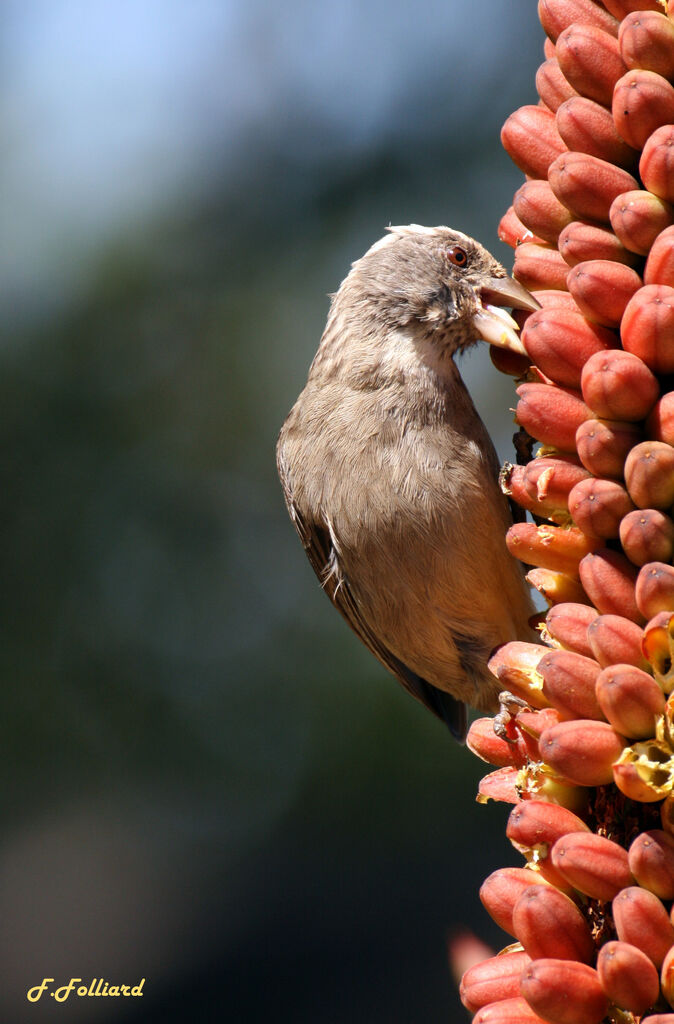 Streaky-headed Seedeateradult, identification, feeding habits