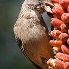 Serin gris